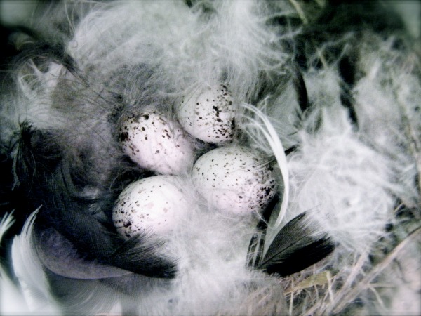 A bird's nest at Okareka, taken in the wildlife hide
