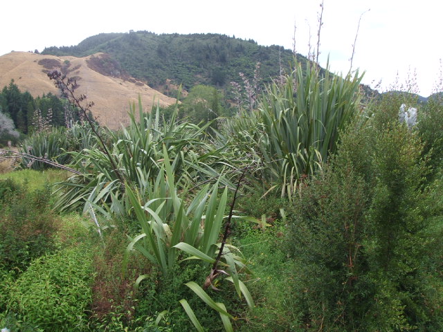 The bush around Okareka includes plants and shrubs native to New Zealand.