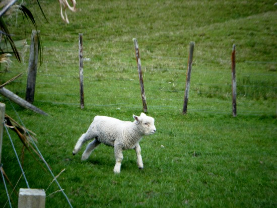 A lamb frolics on farmland at Okareka