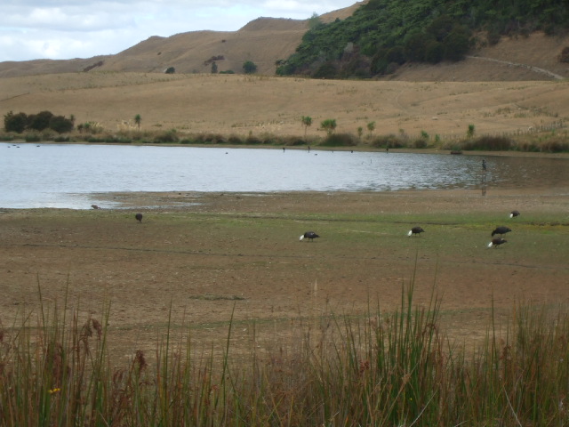 Okareka wetlands in drought conditions