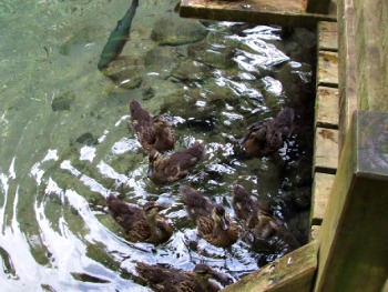 Paradise Valley Springs wildlife, Rotorua, NZ