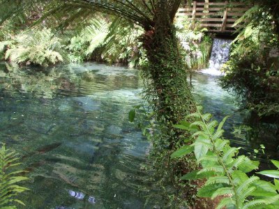 Paradise Valley Rotorua, NZ - rainbow trout pool