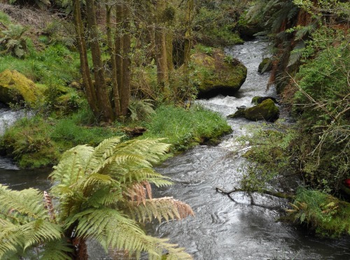 Puarenga Stream again on the Hemo Gorge part of Te Ara Ahi cycle trail, Rotorua, NZ