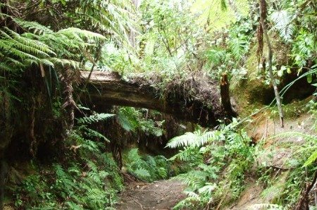 Rotorua Redwoods Quarry Track, New Zealand