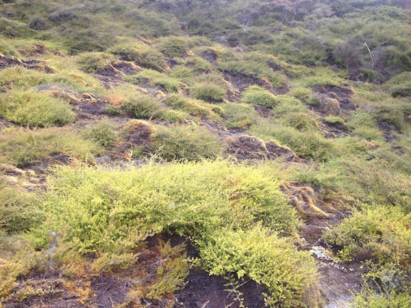 Rainbow Mountain's stunted flora - Rotorua, NZ