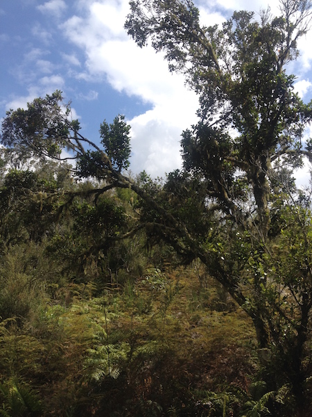 Regenerating forest towards the top of Rainbow Mountain, Waiotapu, NZ.