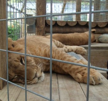 Rotorua lion cubs at Paradise Valley in NZ