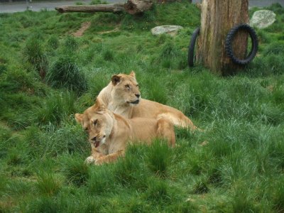 The Rotorua lion park has a pride of African lions 