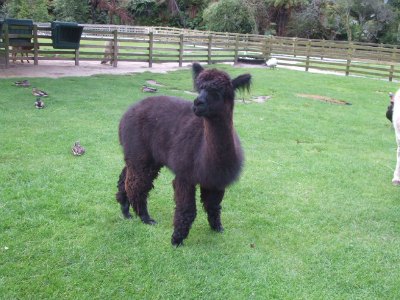 Rotorua Llama at Paradise Valley