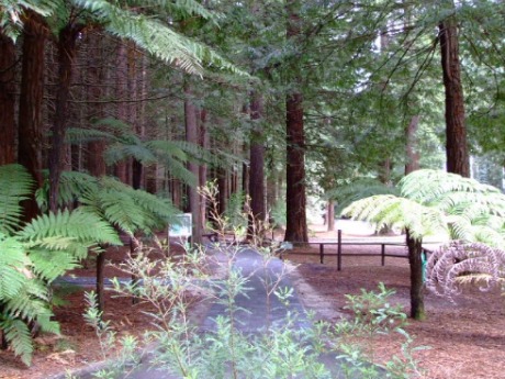 Rotorua Redwoods - The entrance to the tracks