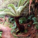 Secret Ponga Track Walk - NZ
