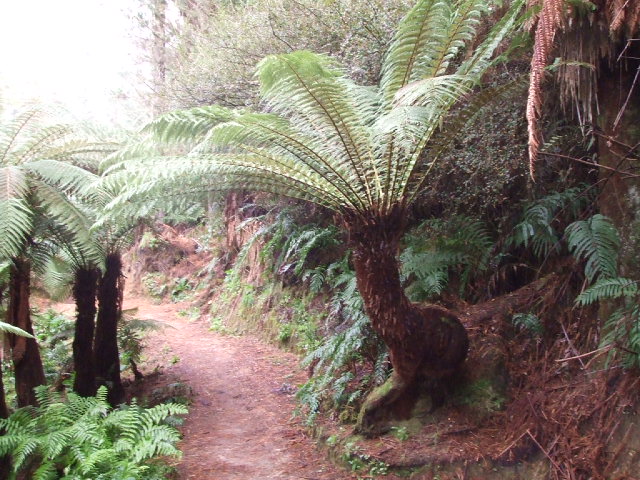 A secret Rotorua Walk - A single misshapen ponga