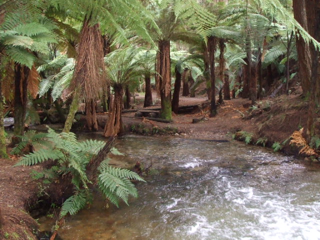A secret Rotorua Walk - A ponga forest.