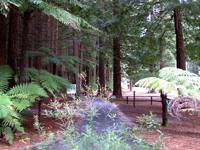 The Redwoods at Rotorua, N