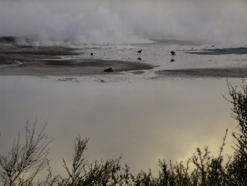 Sulphur Point, Rotorua - birds on the Sulphur Flat