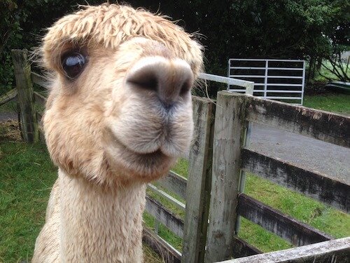 A friendly Surico Alpaca.