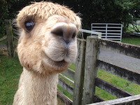 A Surico Alpaca - Have fun and find out why alpaca appeal to so many on this 60-90min personalised tour of a working farm.