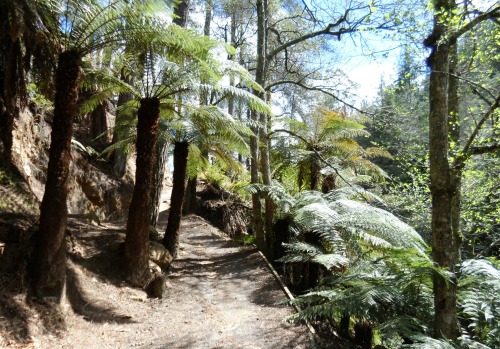 Te Ari Ahi cycle trail, Hemo Gorge section, Rotorua, NZ