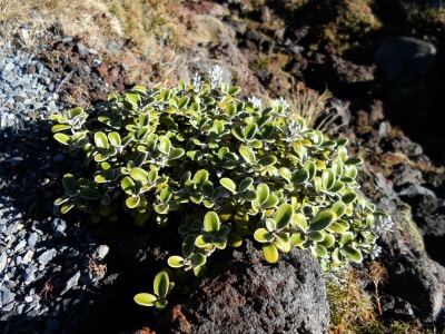 Alpine plant on the Tongariro Crossing, NZ