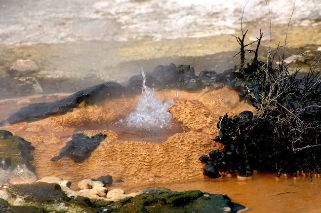 Birds Nest Spring - Image © Waimangu Volcanic Valley.