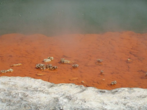 Waiotapu thermal park - Boiling hot pools.