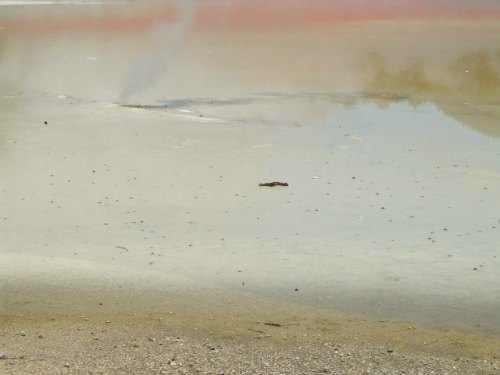 Artist's Palette at Waiotapu, Rotorua, NZ