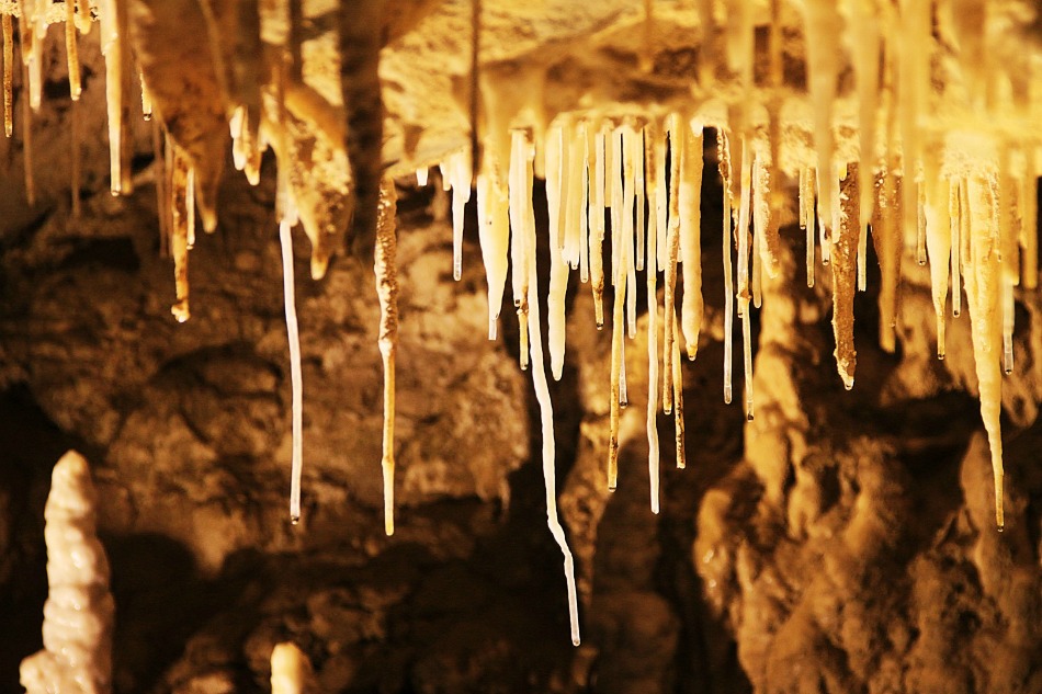 Waitomo Caves stalactites and smaller stalagmites. © CaveWorld Waitomo